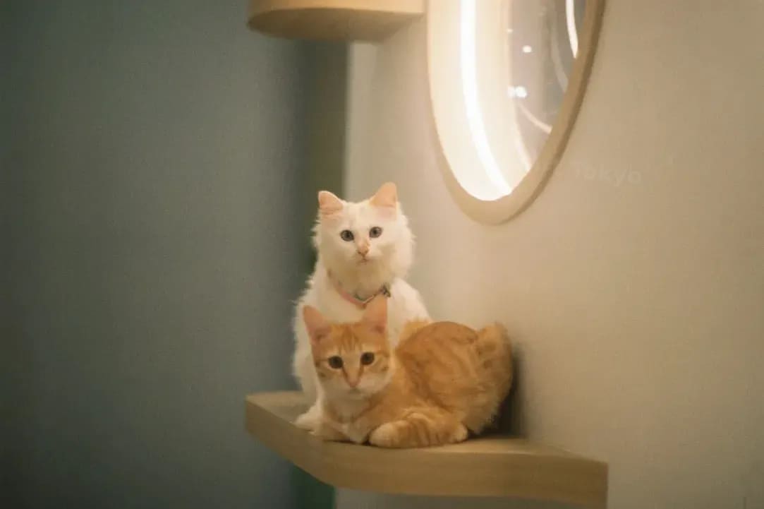 Pet Resort Tokyo 15