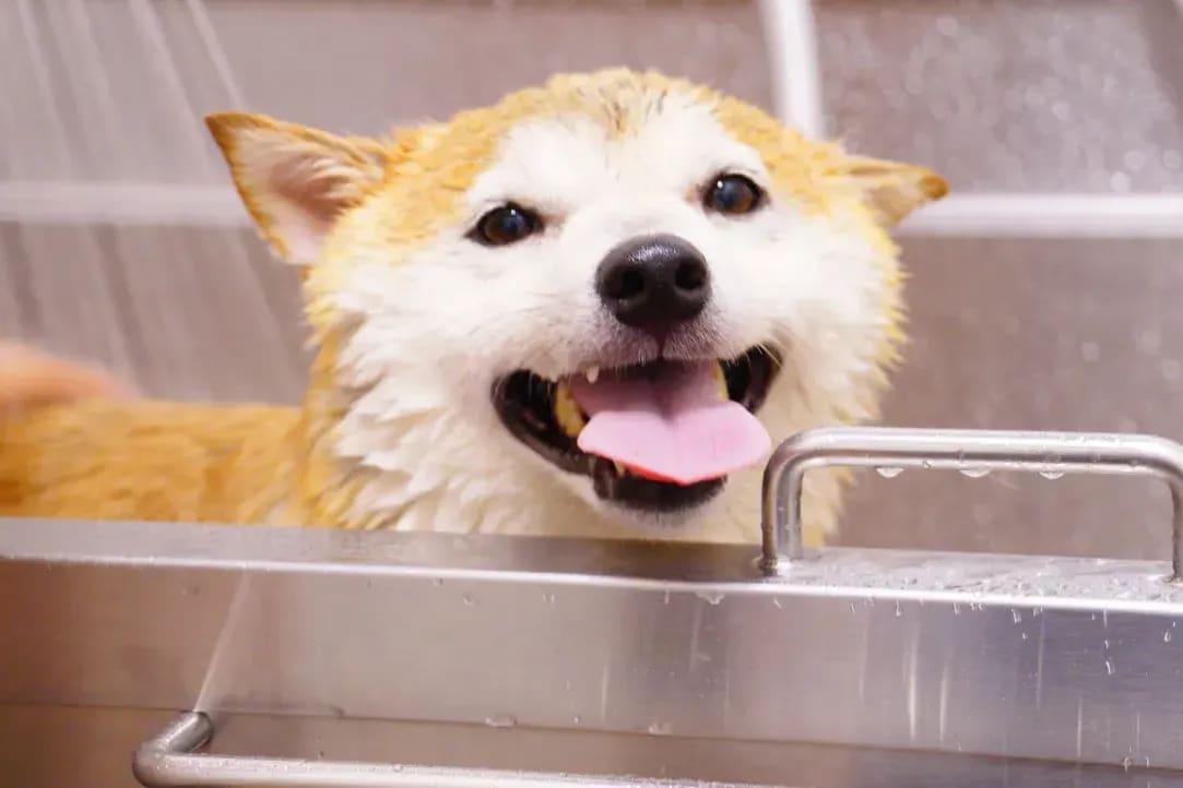 Pet Resort Tokyo 6