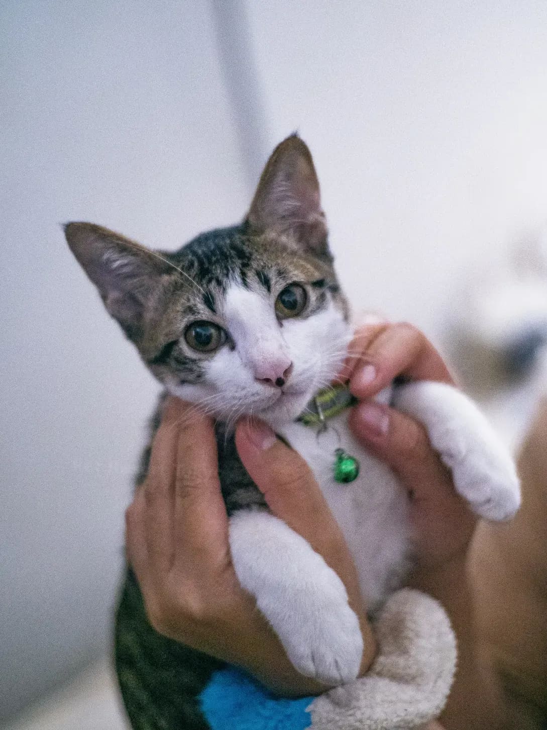 Pet Resort Tokyo 7