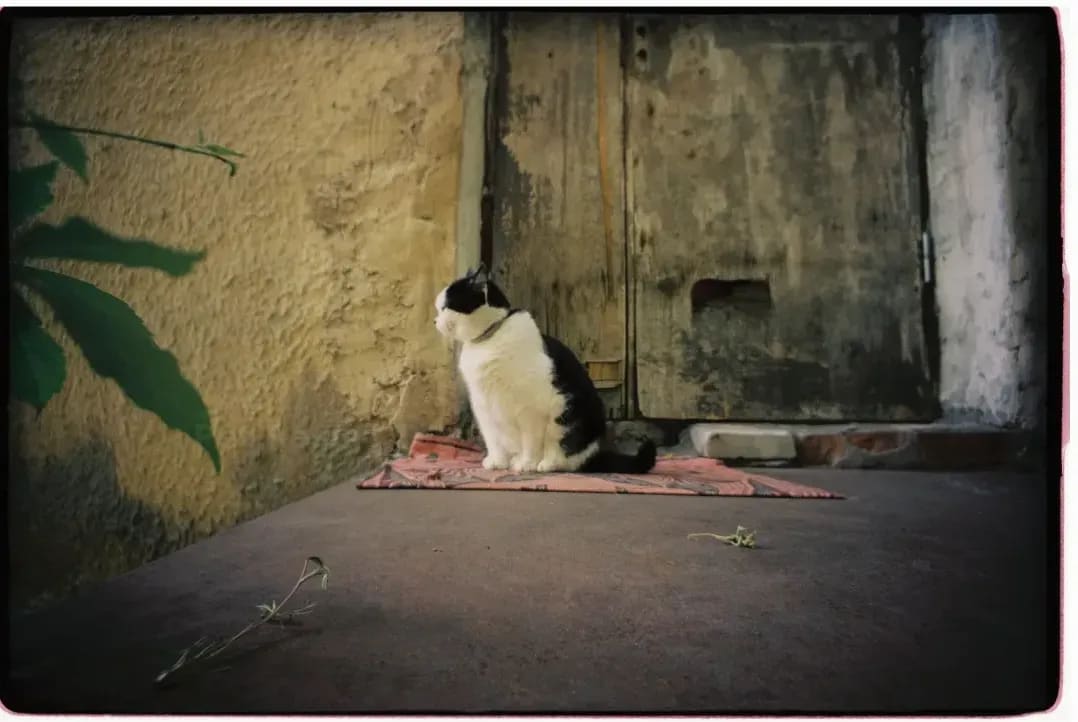 Pet Resort Tokyo 8