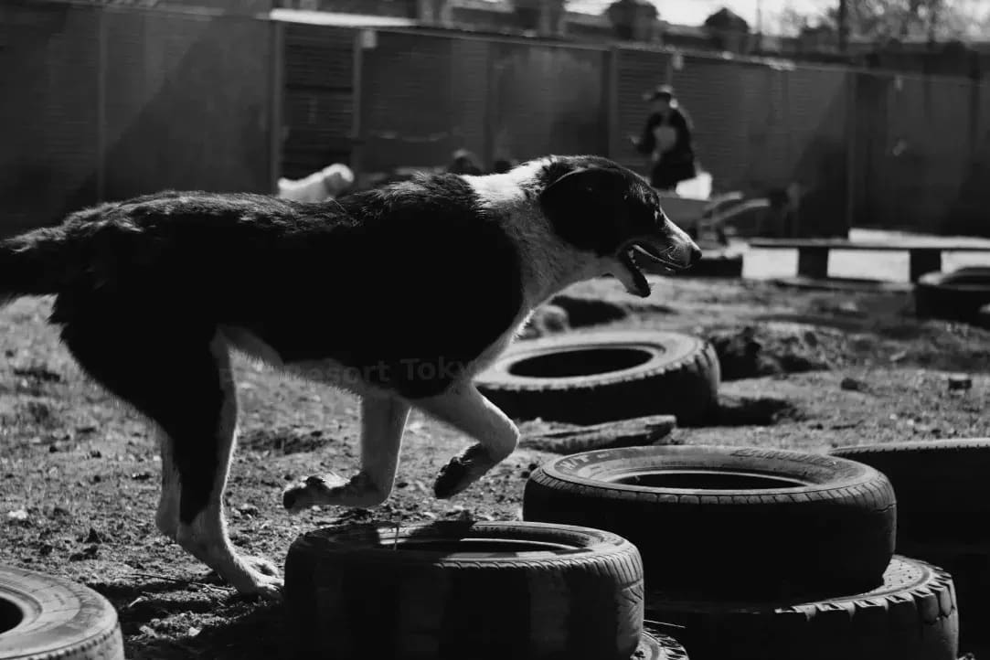 Pet Resort Tokyo 9